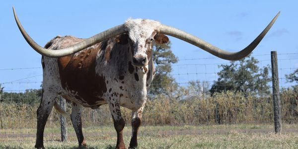 World Record Total Horn Cow Loved & Owned by Bentwood Ranch