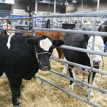 Junior Market Livestock Show-Best Local Events in Sulphur Springs, TX