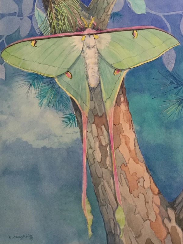 Chinese_luna_moth_copyright_k_caughlin_2022