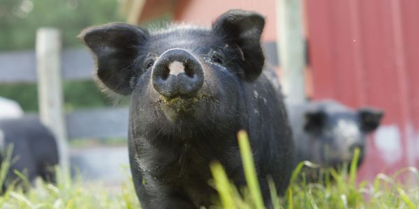 Heritage Mulefoot piglet on pasture