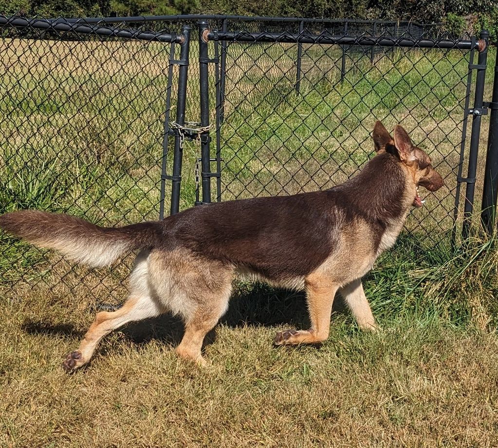 Shannon's Shamrock Kennels Shepadoodle Puppies, Dachshund Puppy