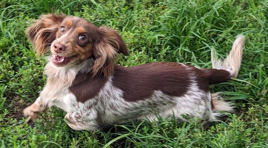 Dachshund 