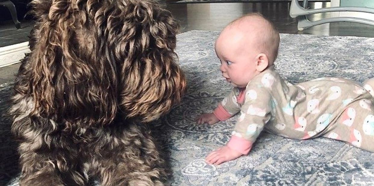 Shannon's Shamrock Kennels Shepadoodle, Labradoodle