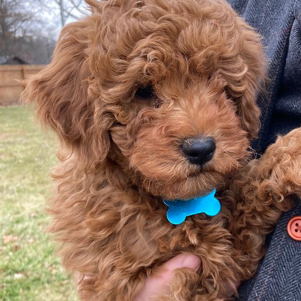 Puppies
