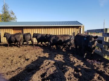 Fully finished Angus steers, raised and finished the right way.