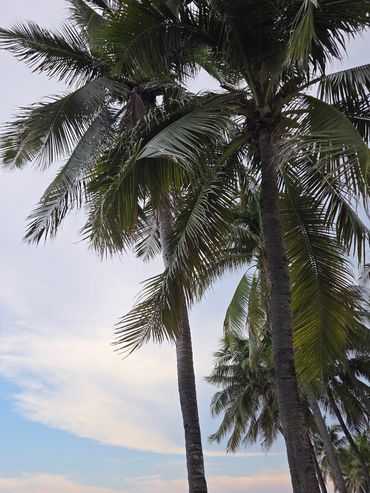 #TropicalVibes