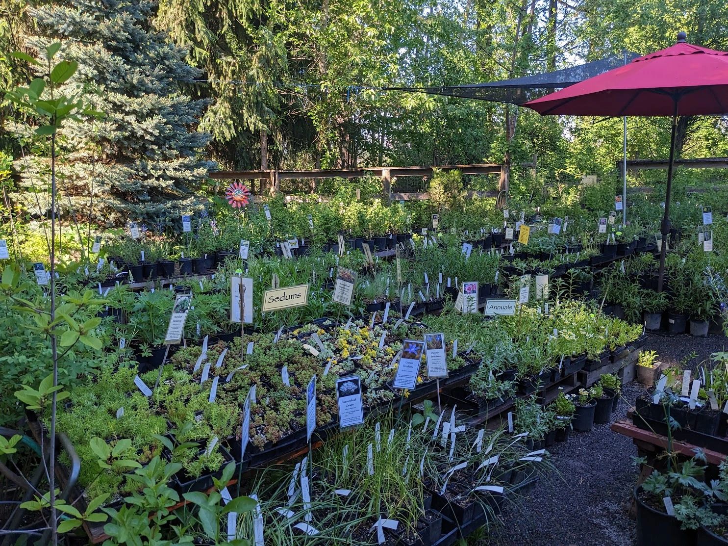 Where can i buy deals native plants near me