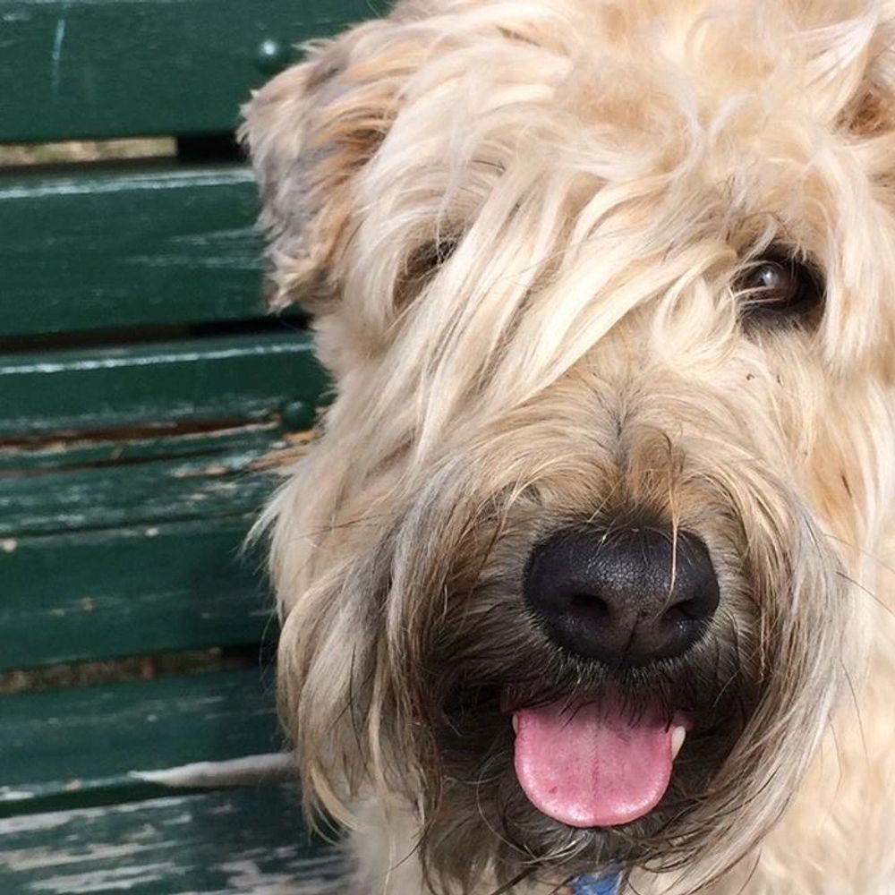 Soft-Coated Wheaten Terrier: Breed Characteristics & Care