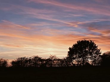 A large tree and some hedges alongside silhouetted over a pink sunset sky.