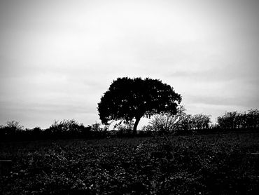 A large tree surrounded by bushes and hedges at the centre of a dark black and white photo.