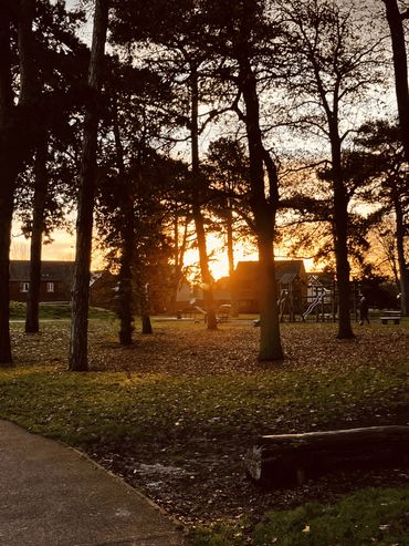 A large group of trees and modern houses against bright rising sunlight.