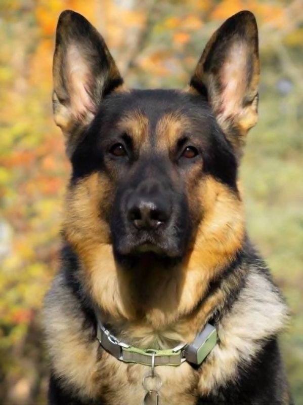 Close-up of a German Shepherd dog outdoors.