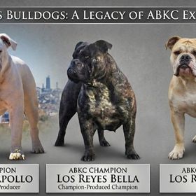The Foundation Of Los Reyes Bulldogs 