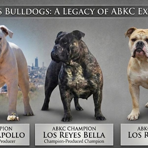 The Foundation Of Los Reyes Bulldogs 