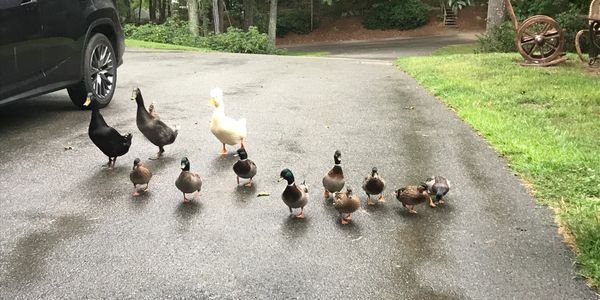 Ducks on the farm 