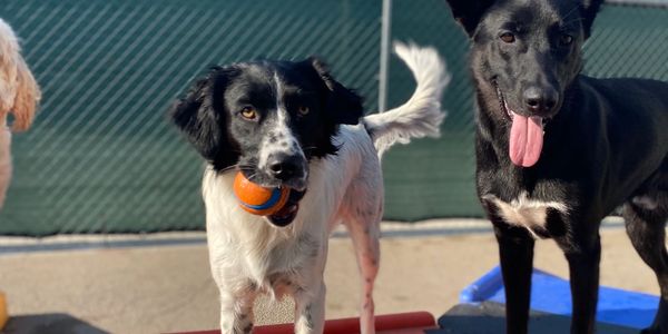 Best American Shepherd Mix Dog Training, Santa Maria