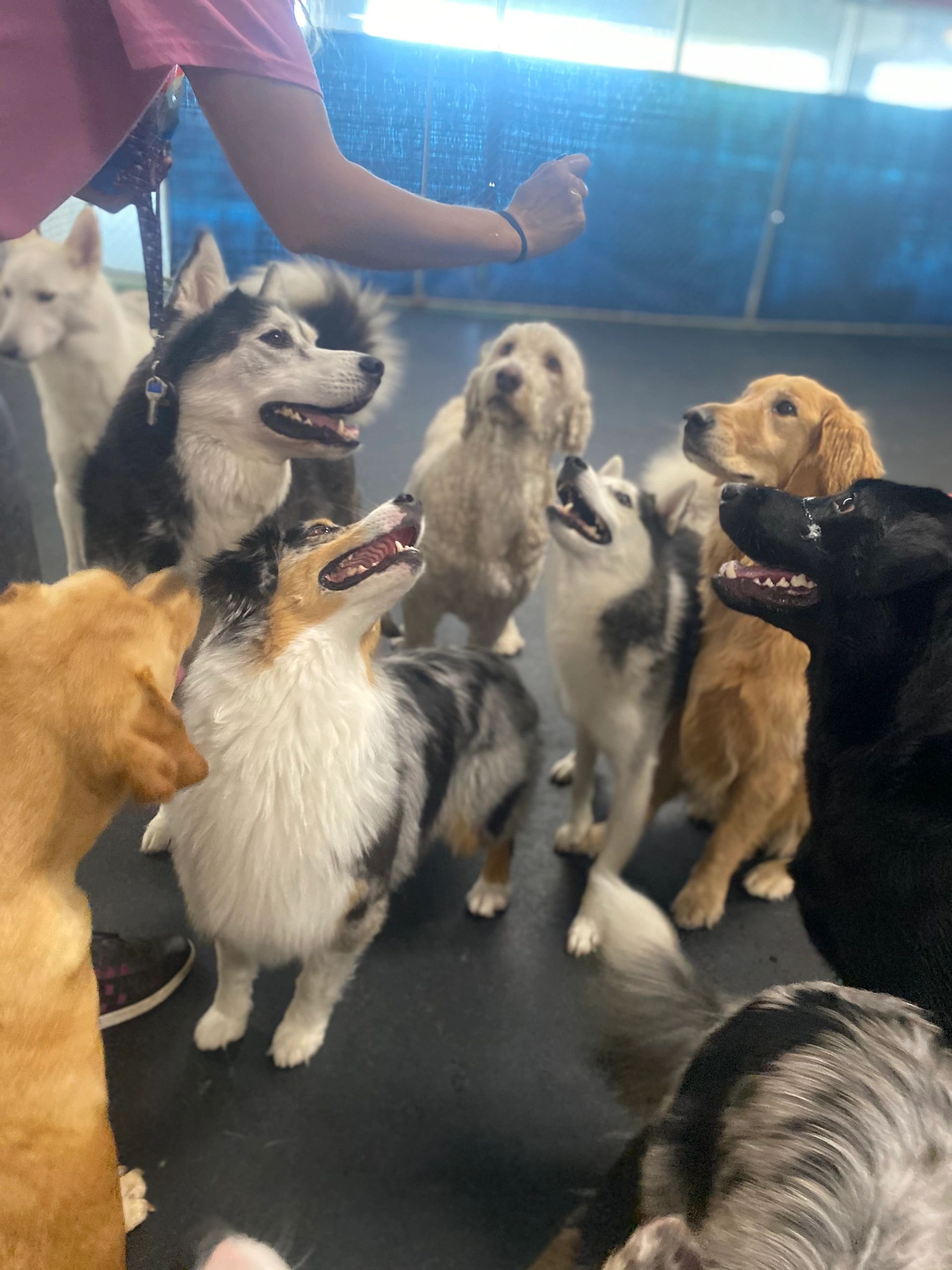 Doggy Daycare K9to5 Doggy Daycare, LLC.