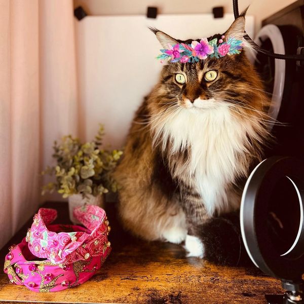 Maine Coon Cat
