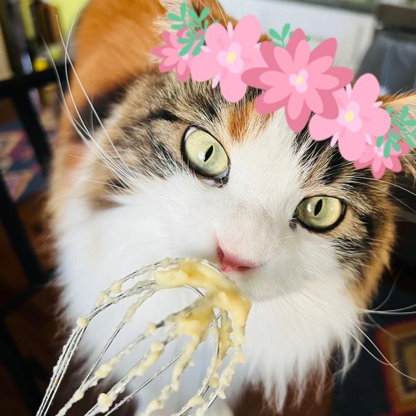Close-up of a cat with a digital flower crown licking batter off a whisk.