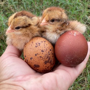 Silkies welsummer black copper maran Easter egger olive egger polish baby chicks chickens 