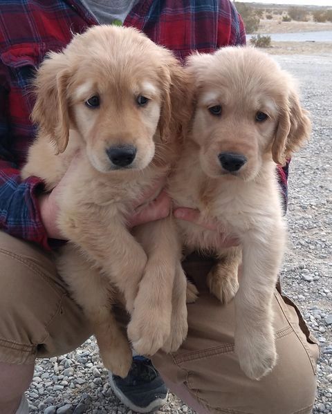 Nevada Golden Rebel Retrievers