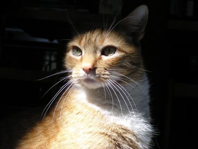 Otis sitting tall and majestic