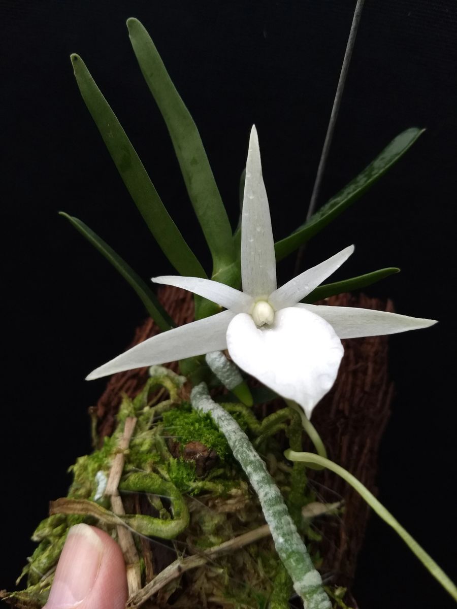 Angraecum didieri