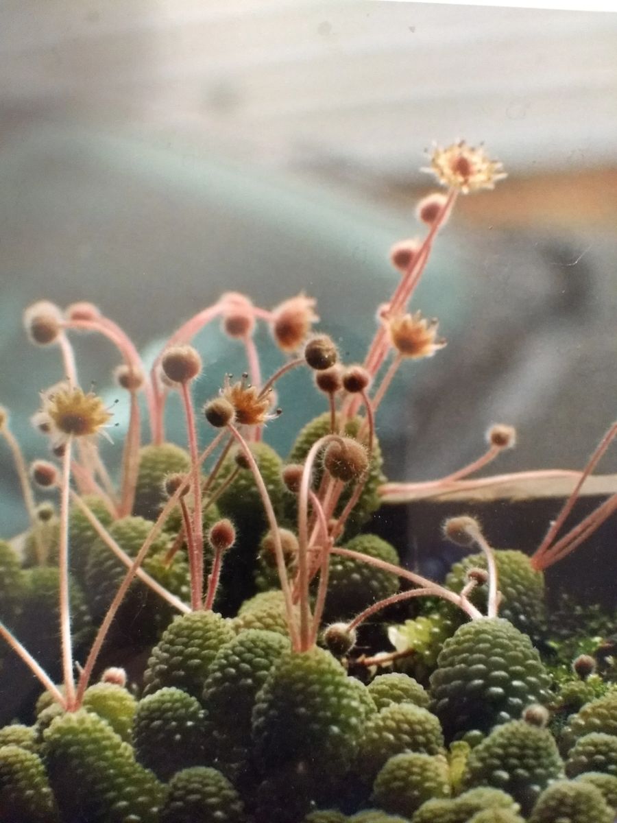 Monanthes polyphyla