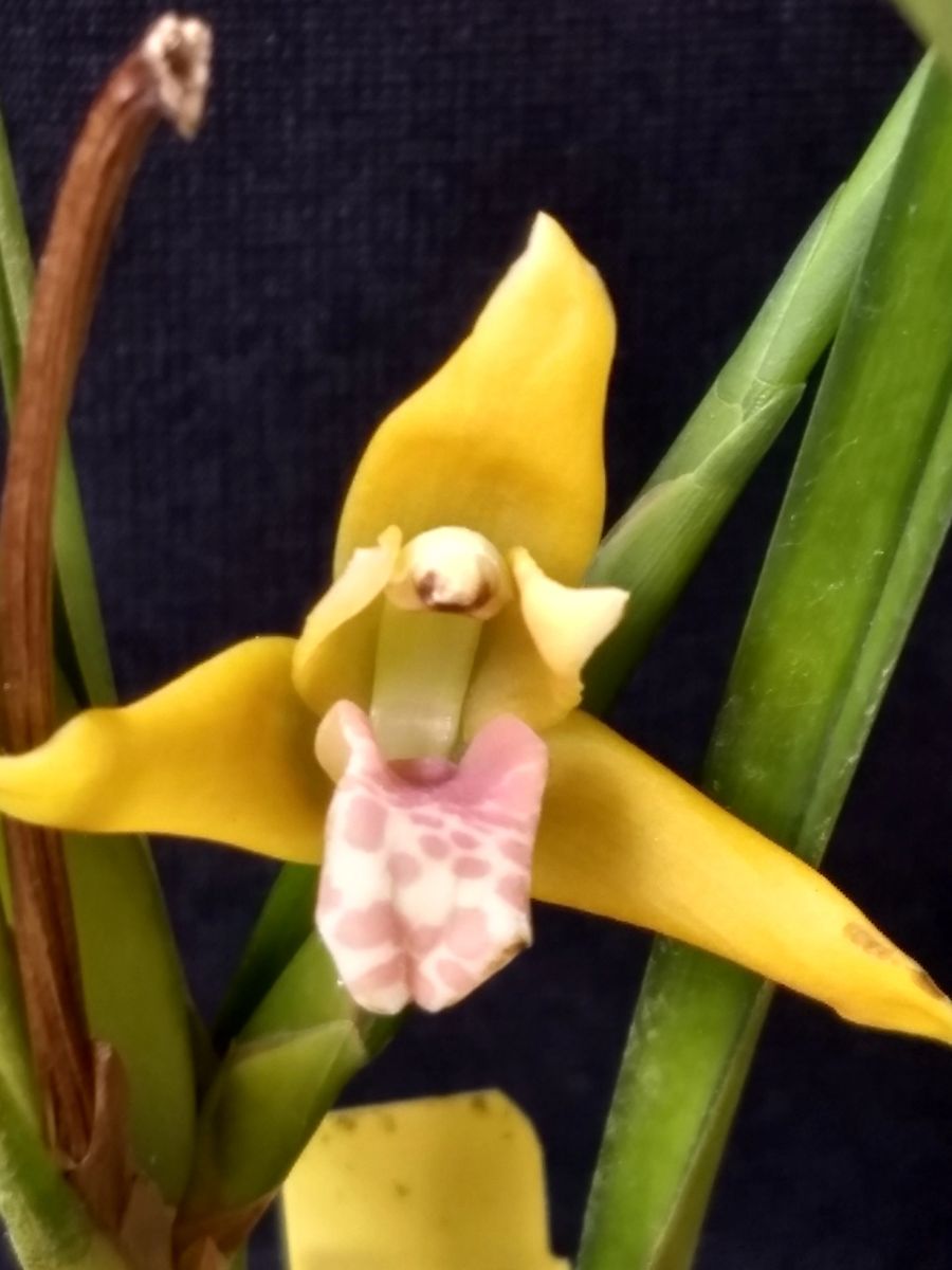 Maxillaria tenuifolia 'Yamada' AM/AOS