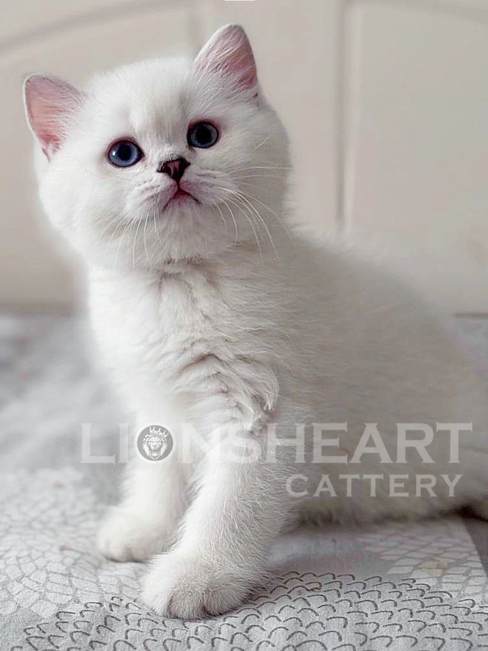 ❤️Lionsheart Ace
British Shorthair Male 
Chinchilla Silver Color Point NS 11 33
DOB: 02/22/2026
