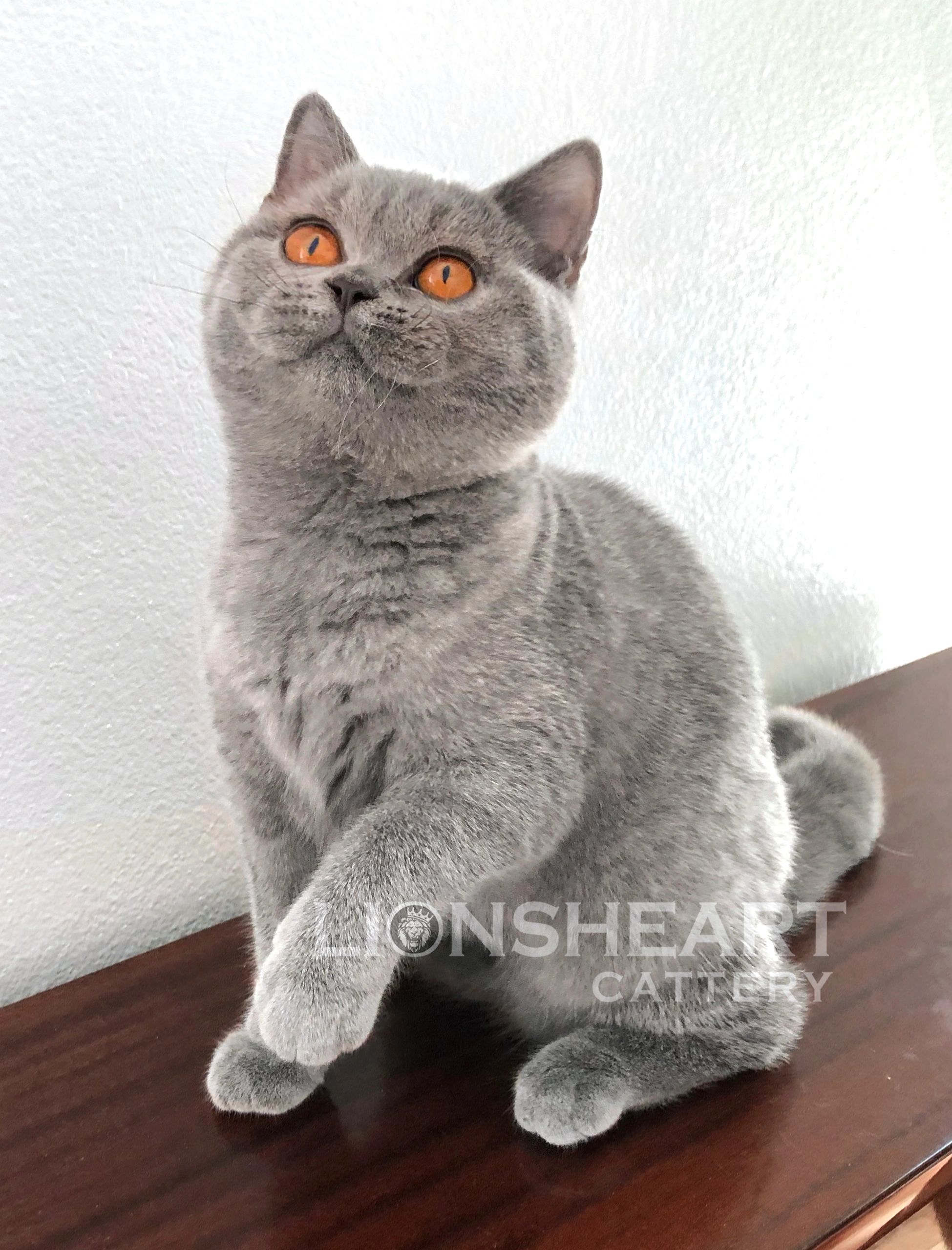 Lionsheart Angie Female British Shorthair 
Blue BRI A 
DOB: 05/27/2024