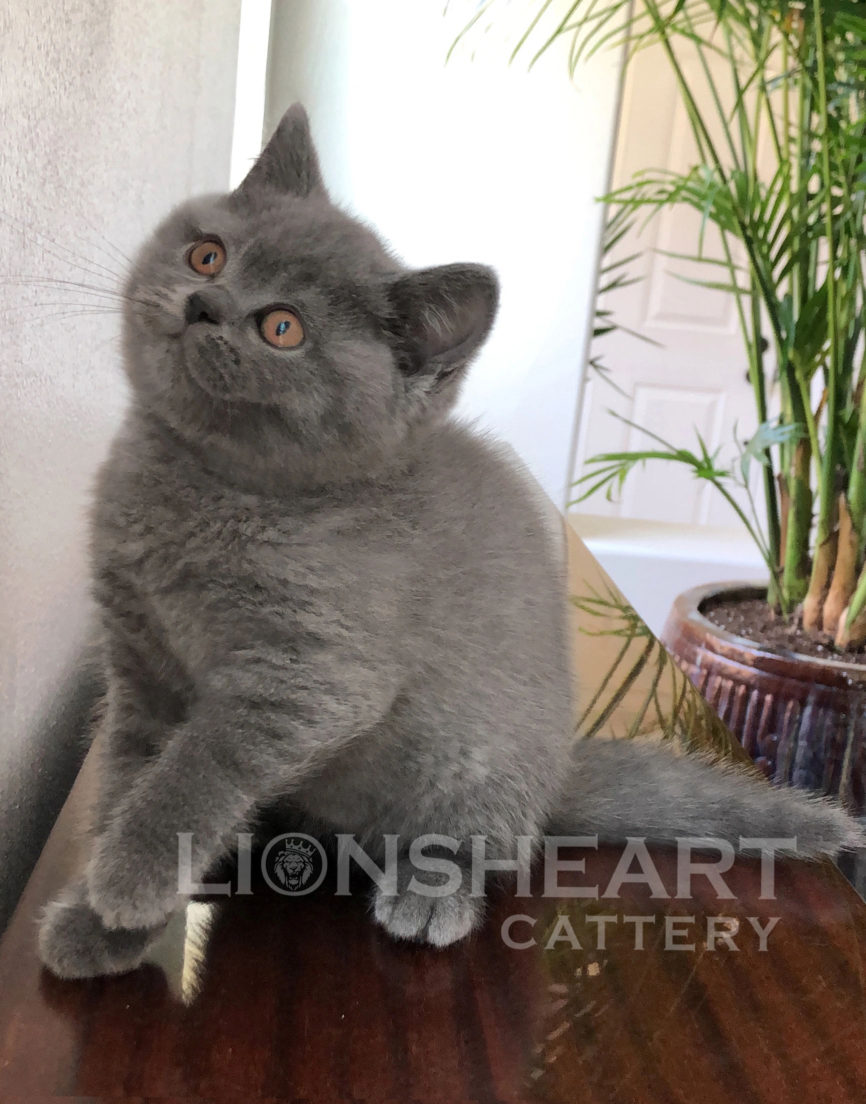 Lionsheart Archibald Male British Shorthair 
Blue BRI A 
DOB: 04/15/2024