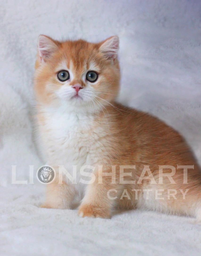 ❤️Lionsheart Charlie
British Shorthair Male Golden Chinchilla  
BRI NY 12
TICA California Los Angele