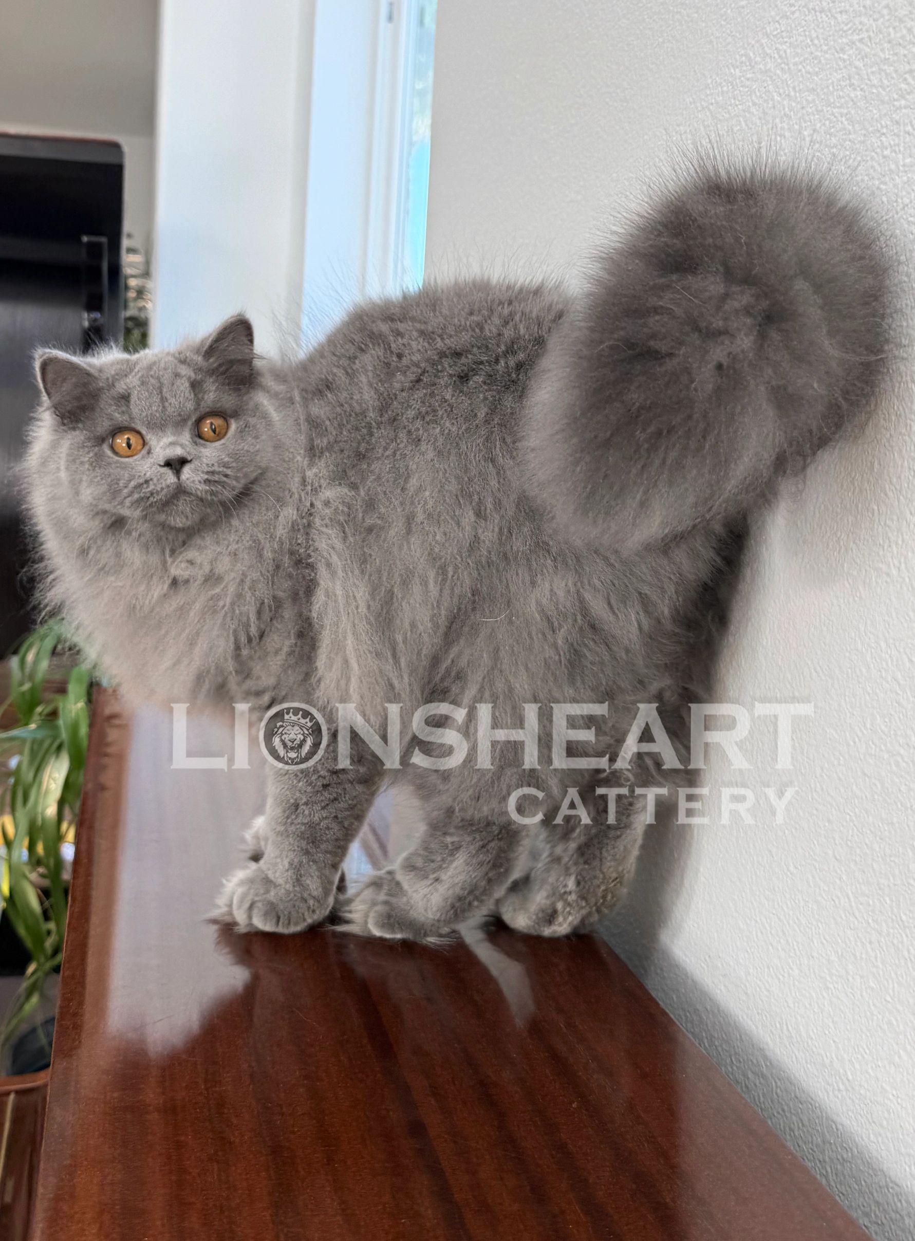 ❤️Lionsheart Cloud
British Longhair Male Blue BRI A 
DOB: 07/24/2025