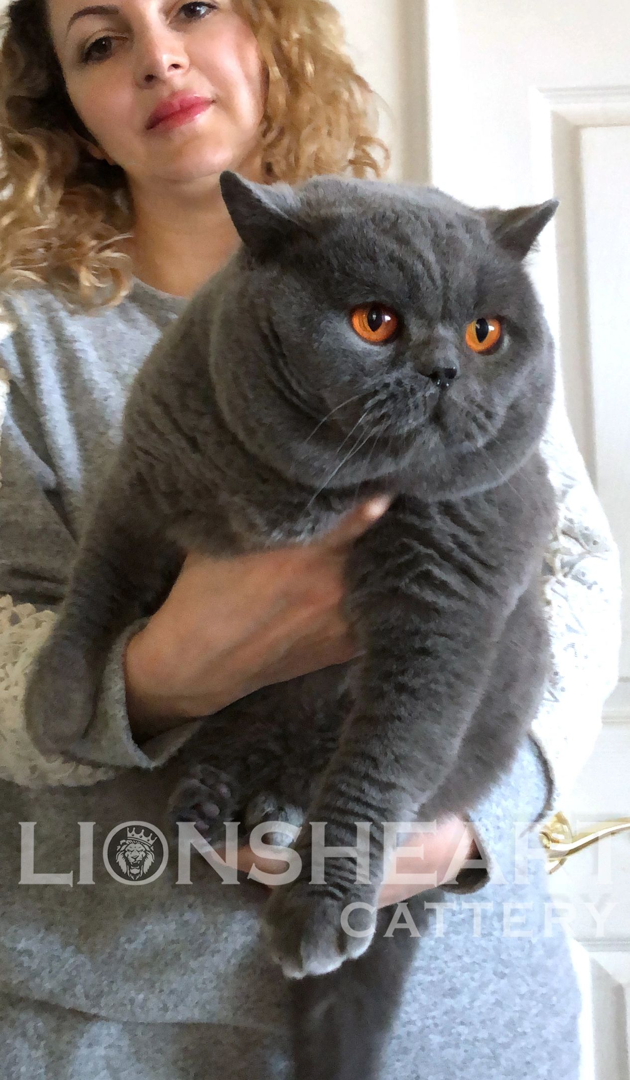 ❤️ Lionsheart Darcy. British Shorthair  BRI A. Blue 
TICA GRCH 
