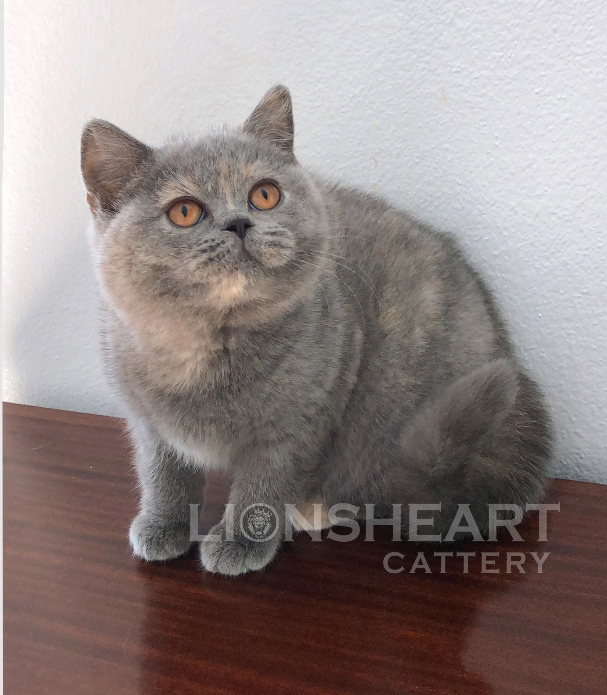 Lionsheart Flora The Goddess Of Spring. Female British Shorthair Blue Cream Tortie BRI G 
DOB: 03/01