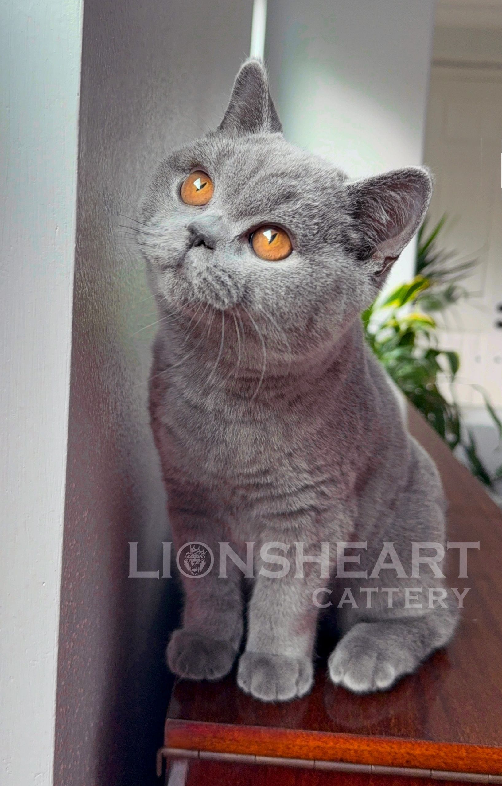 ❤️Lionsheart Kingston
British Shorthair Male Blue BRI A 
DOB: 08/07/2025