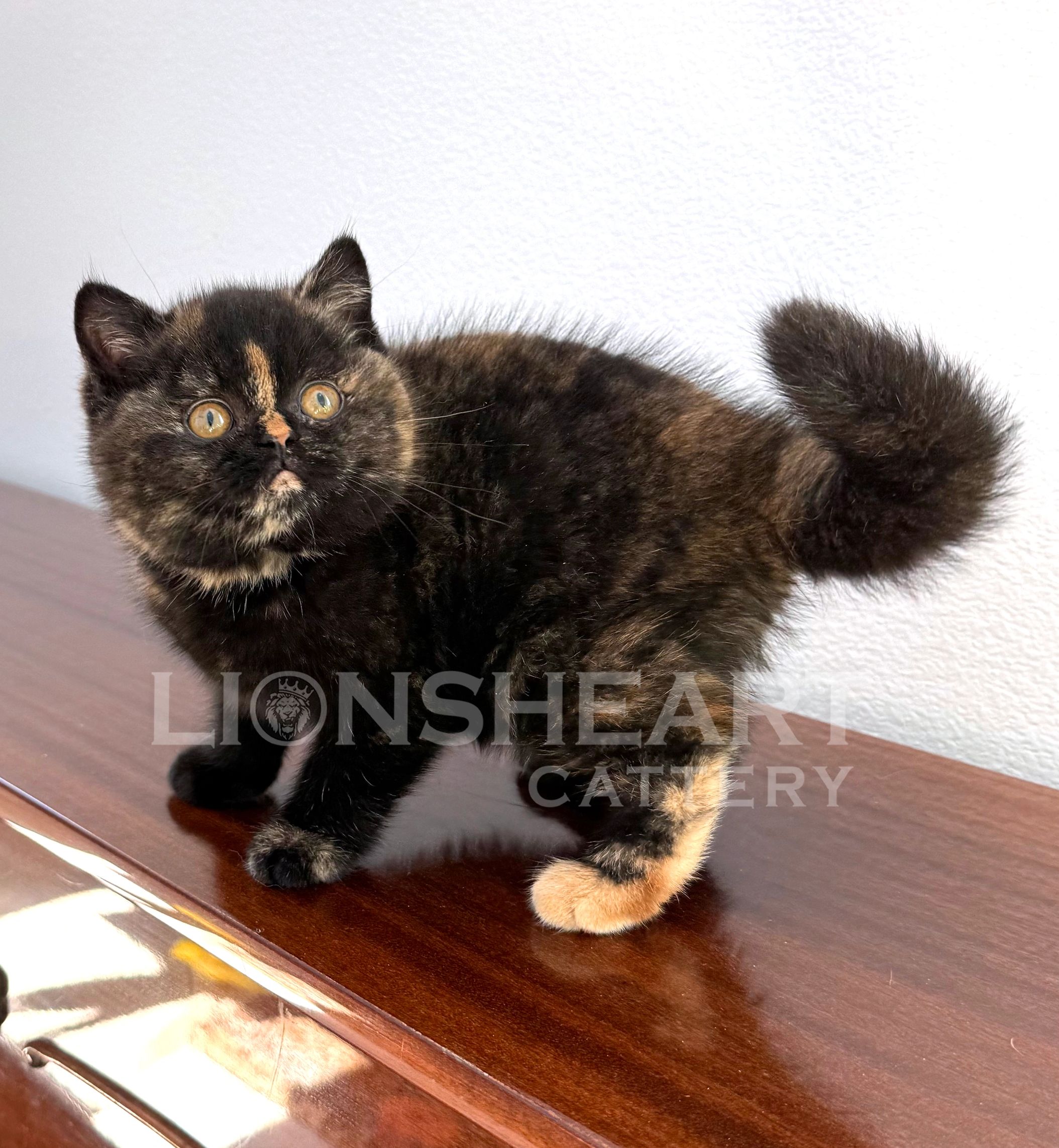 ❤️Lionsheart Lyra
British Shorthair Female Black Tortie
BRI F 
DOB: 04/11/2026