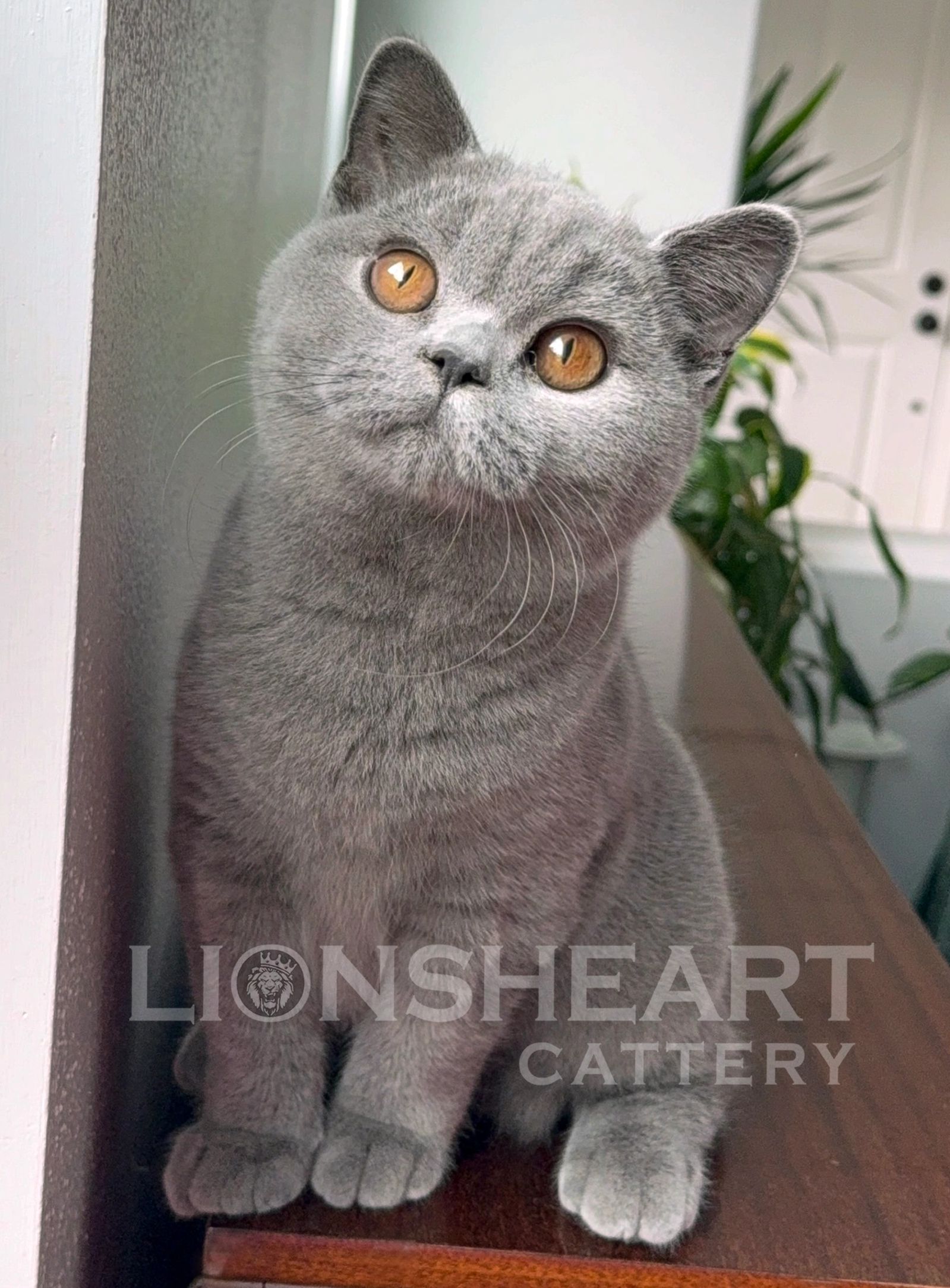 ❤️Lionsheart Marwel
British Shorthair Male Blue BRI A 
DOB: 07/24/2025