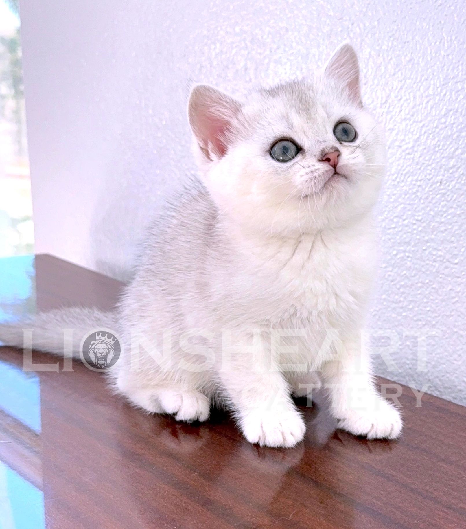 ❤️Lionsheart Proenza
British Shorthair Female Silver Chinchilla  
TICA registered, California breede