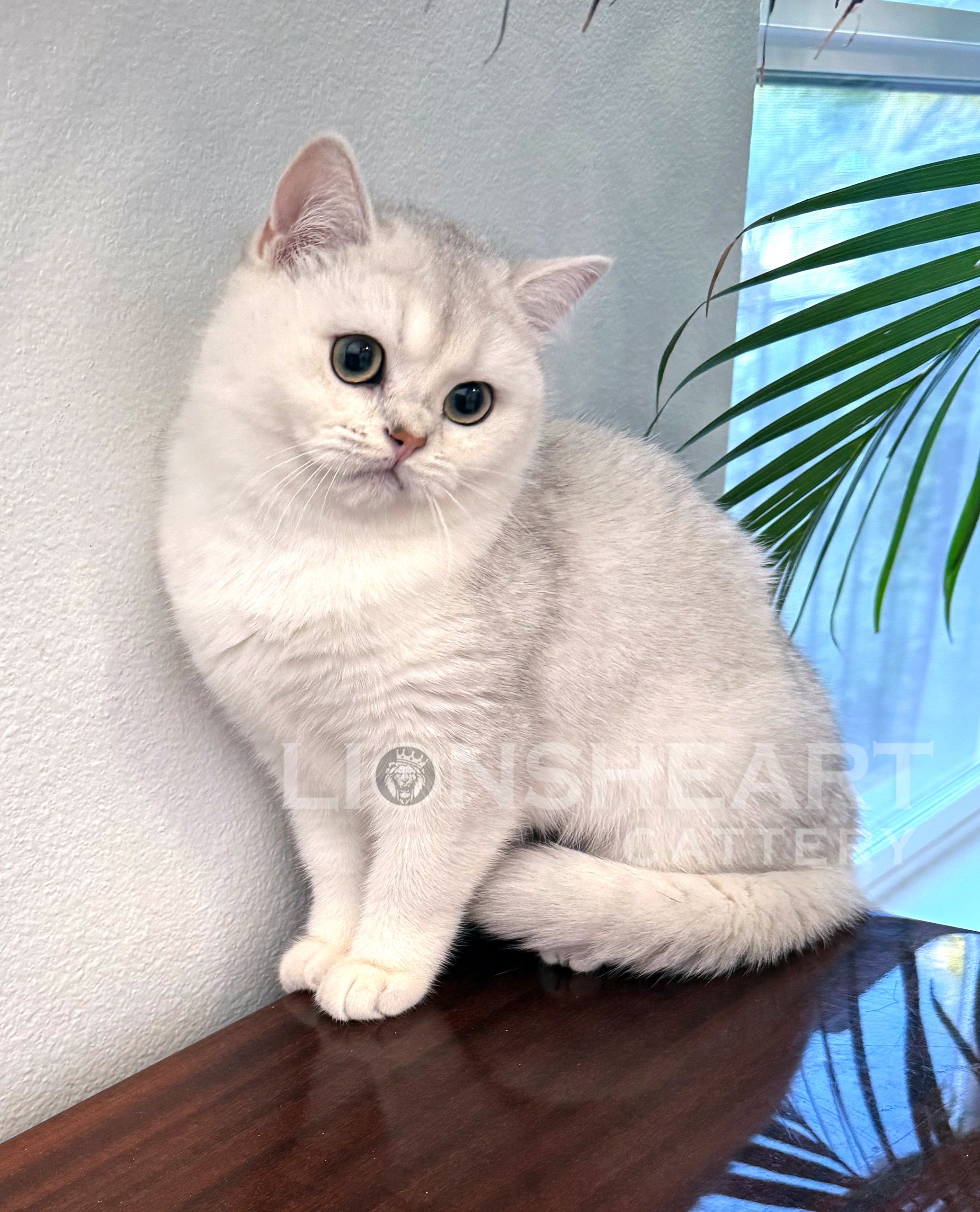 Lionsheart Silver Maple. 
Female British Shorthair Chincilla Silver Tipped NS12
DOB: 06/22/2024