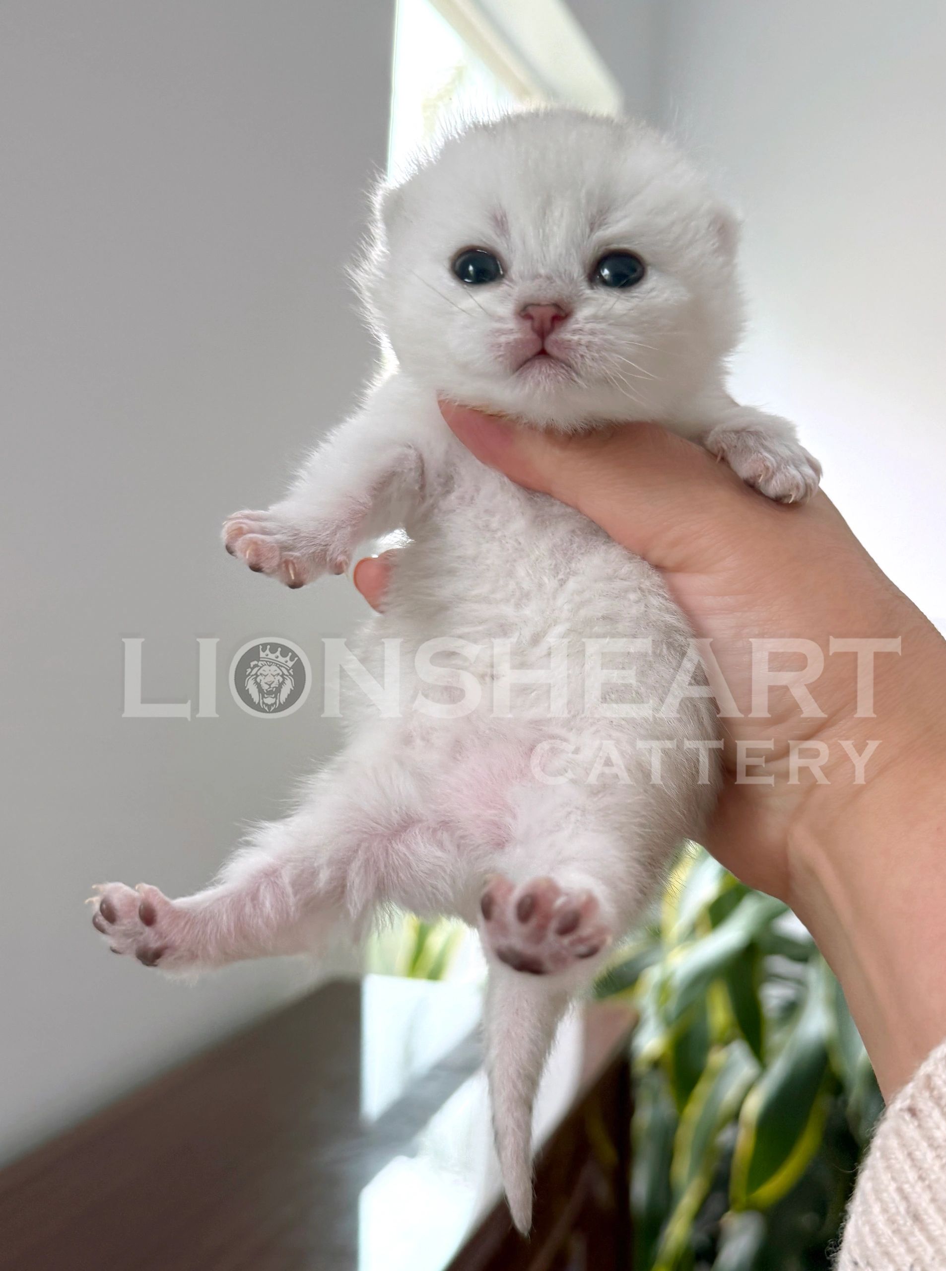 ❤️Lionsheart Sky
British Shorthair Male Black Silver Chinchilla  
BRI NS 12
DOB: 04/21/2026