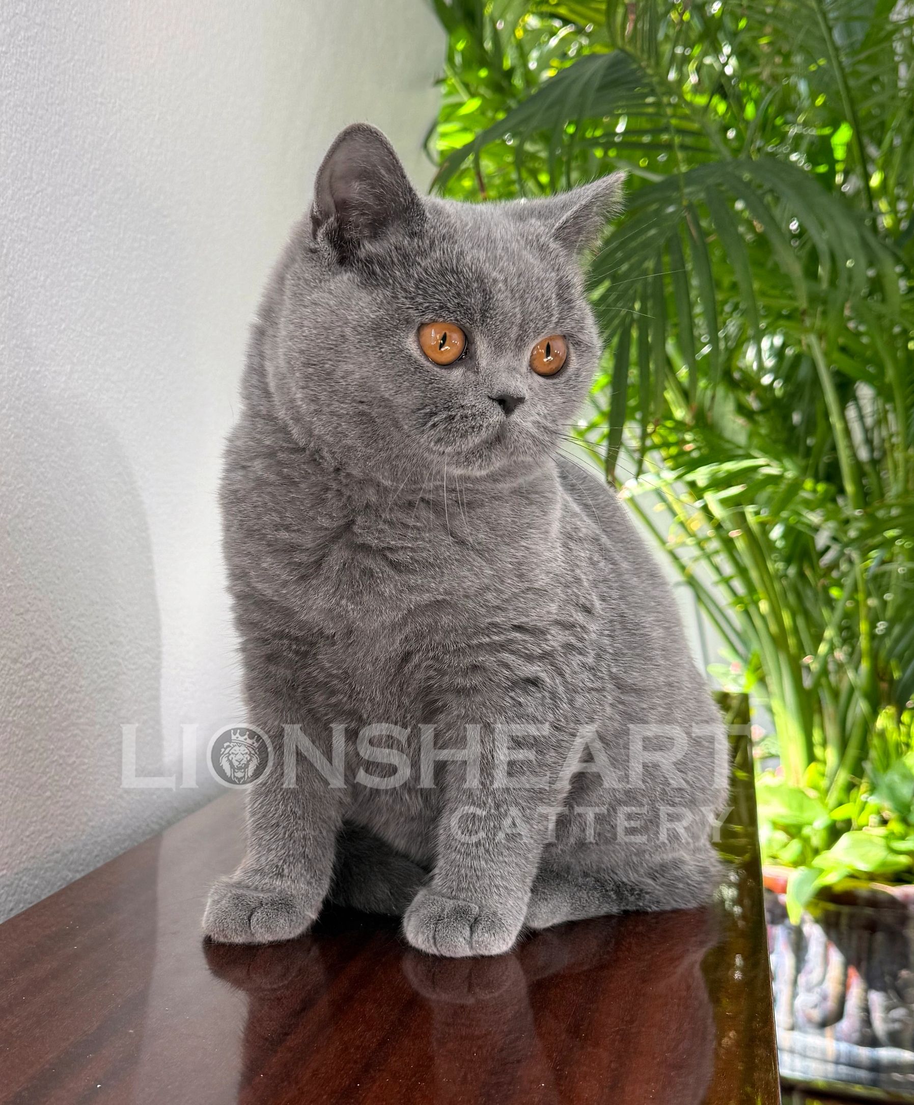 ❤️Lionsheart Diamond 
British Shorthair Male Blue BRI A 
DOB: 11/29/2024
