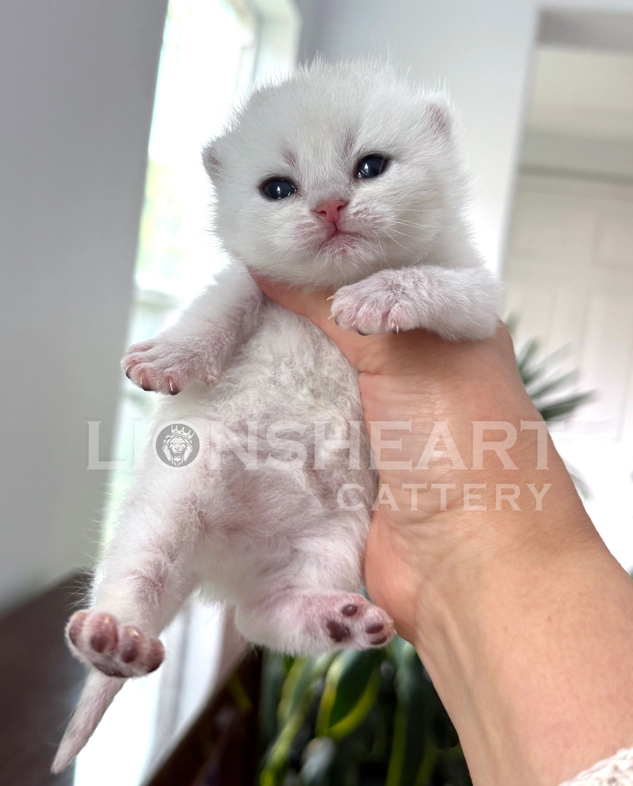 ❤️Lionsheart Sterling
British Shorthair Male Black Silver Chinchilla  
BRI NS 12
DOB: 04/21/2026