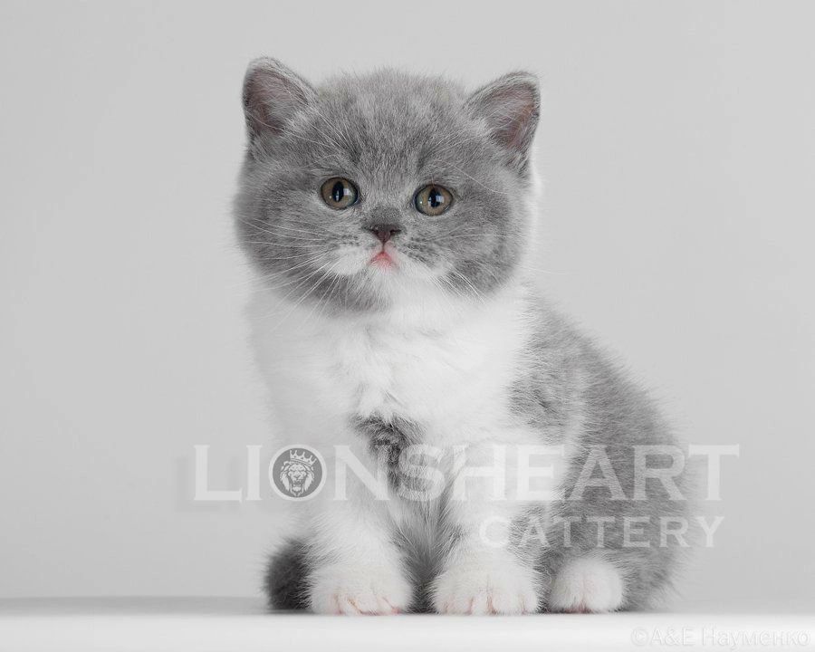 ❤️Lionsheart Strawberry Shortcake
British Shorthair Female 
Blue Bicolor TICA Breeders