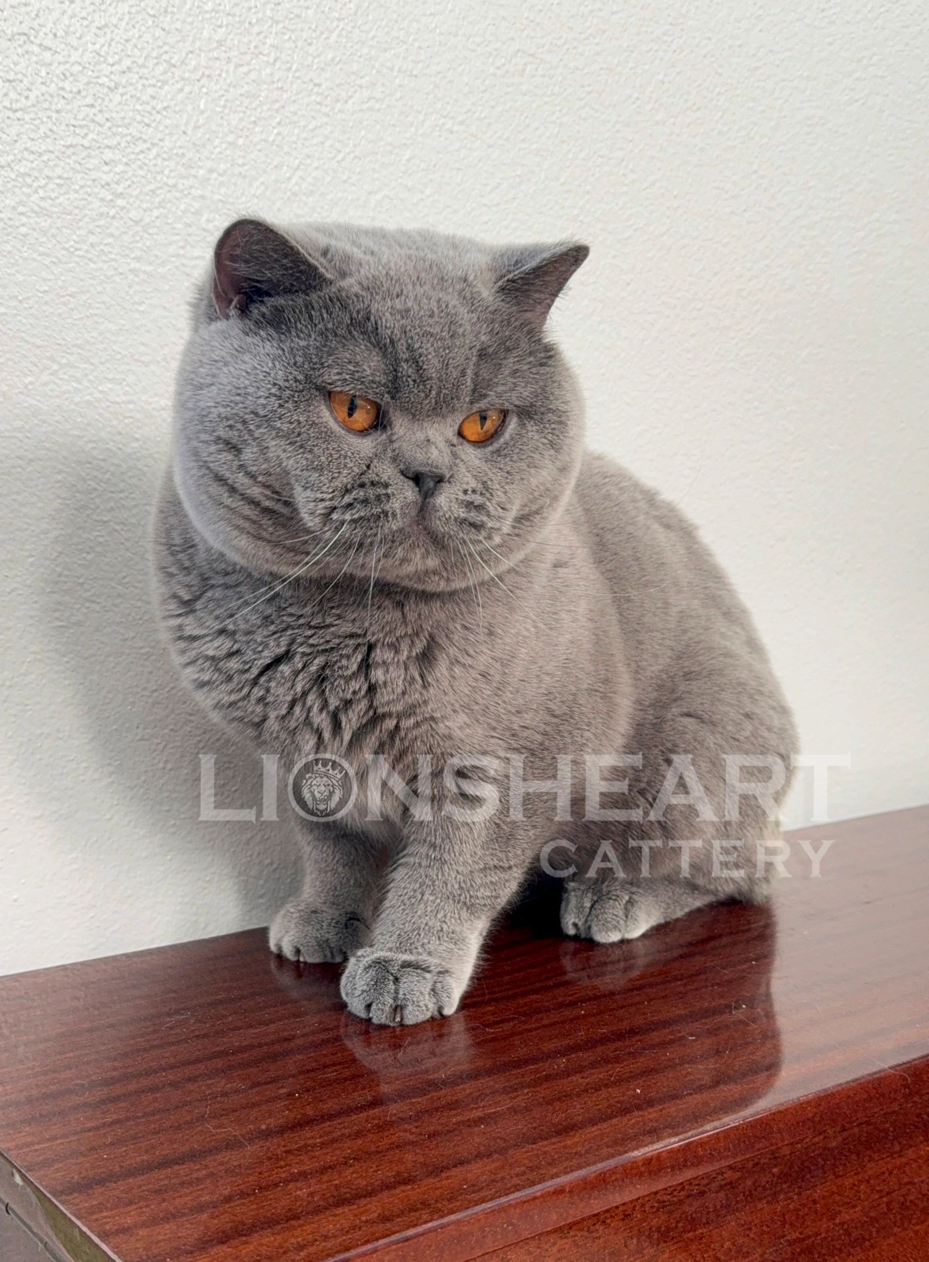 ❤️Lionsheart Vale 
Male British Shorthair
TICA SGCh RW 
Blue BRI A
DOB: 05/01/2022