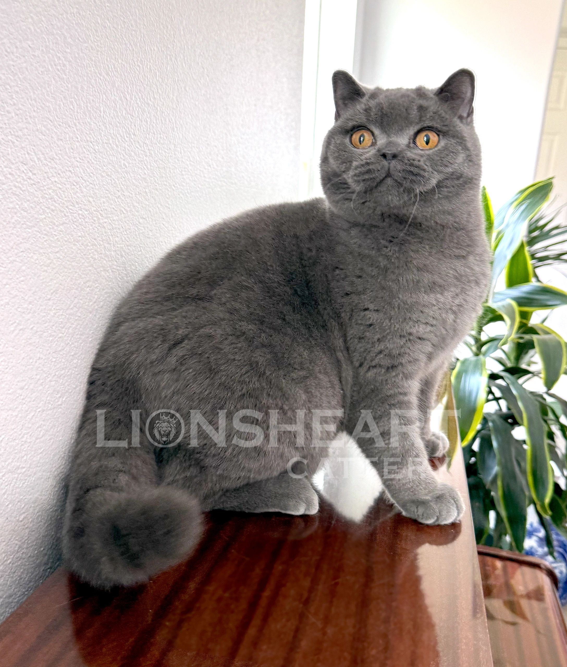 ❤️Lionsheart Van Dyck
British Shorthair Male Blue BRI A 
DOB: 06/29/2025