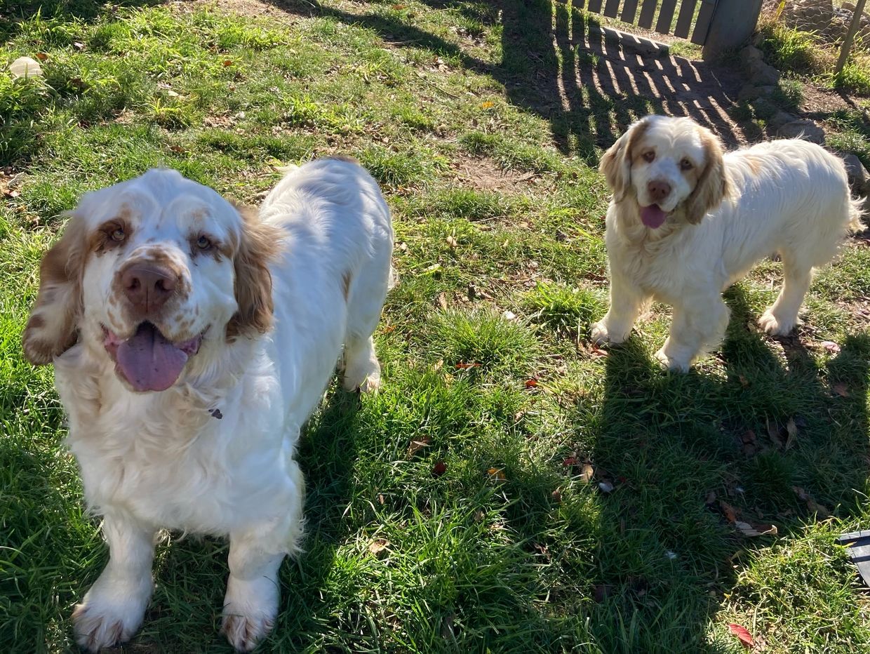 Two happy white dogs standing on grass near a wooden gate.