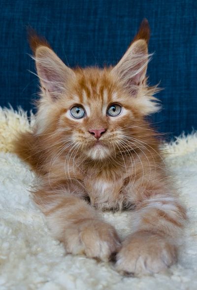 Fluffy orange kitten with striking blue eyes staring forward.