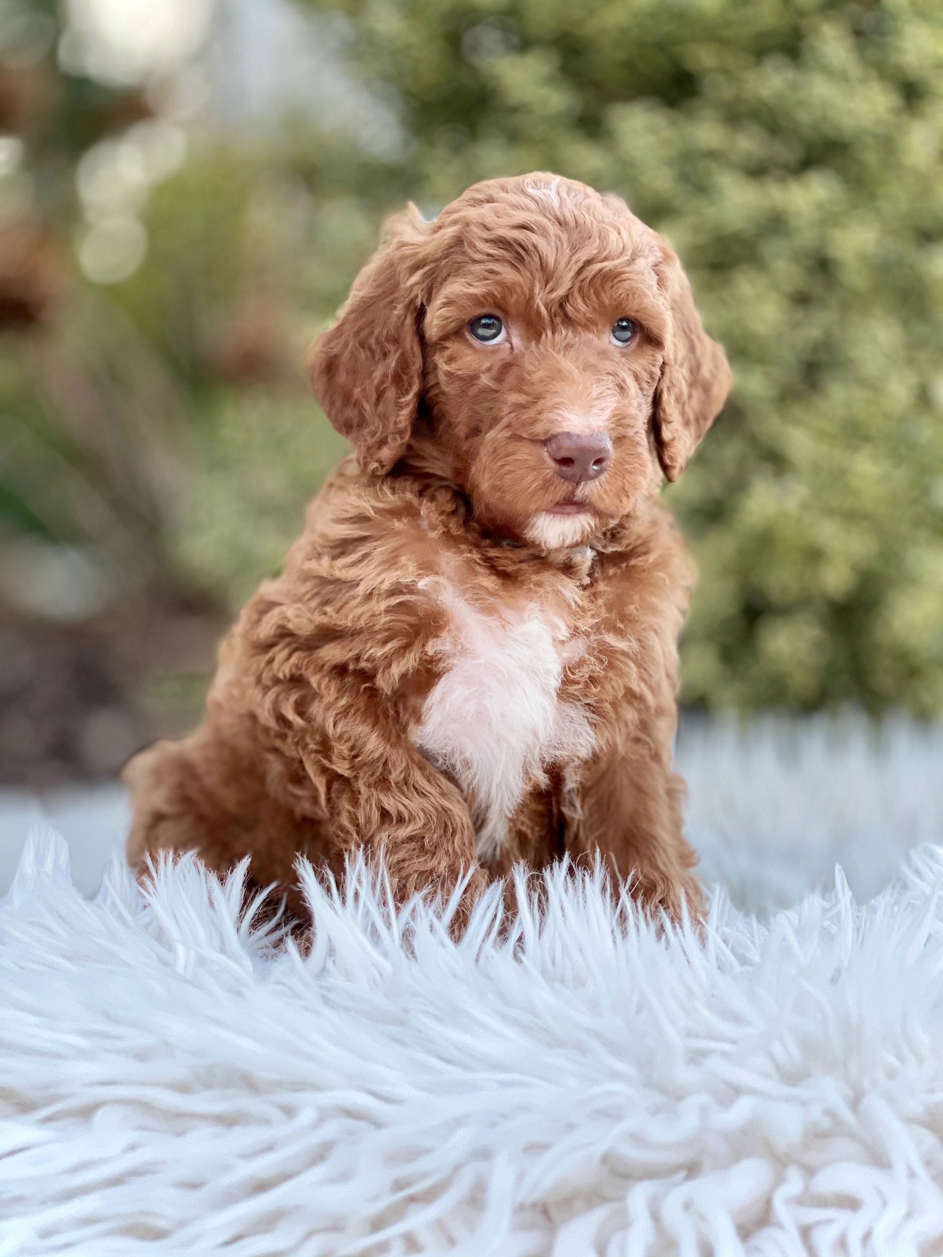 Hypoallergenic Puppy For Sale Dunkirk Maryland Hypoallergenic Puppy For Sale Dunkirk Maryland